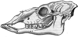 череп двугорбого верблюда, бактриана (Camelus bactrianus), фото, фотография с http://chestofbooks.com/