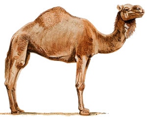одногорбый верблюд, дромадер (Camelus dromedarius), фото, фотография с http://www.dkimages.com/