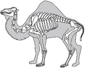 скелет одногорбого верблюда, дромадера (Camelus dromedarius), фото, фотография с http://www.archeozoo.org/