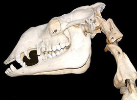 череп одногорбого верблюда, дромадера (Camelus dromedarius), фото, фотография с http://www.abdn.ac.uk/