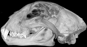 череп самца гепарда, фото, фотография