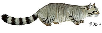 лесной кот, дикий кот, дикая европейская кошка (Felis silvestris), фото, фотография
