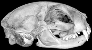 череп лесной кота (Felis silvestris), фото, фотография