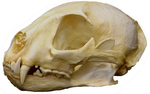 череп африканской золотой кошки (Profelis aurata, Felis aurata), фото, фотография