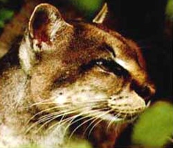 голова золотистой африканской кошки (Profelis aurata, Felis aurata), фото, фотография