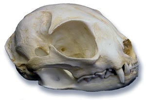 череп черноногой кошки (Felis nigripes), фото, фотография