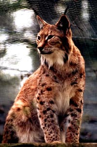 Канадская рысь (Lynx canadensis), фото, фотография c http://www.catsurvivaltrust.org/