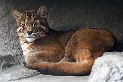 калимантанская кошка, красный кот Борнео (Catopuma badia, Felis badia), фото, фотография