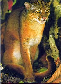 калимантанская кошка (Felis badia), фото, фотография