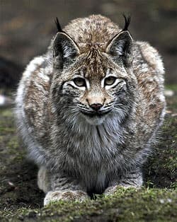 рысь (Lynx lynx), фото, фотография с http://farm1.static.flickr.com/