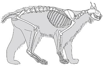 скелет европейской рыси (Lynx lynx), фото, фотография c http://www.archeozoo.org/