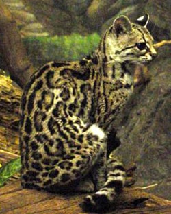 длиннохвостая американская кошка, маргай (Felis wiedi, Leopardus wiedii), фото, фотография