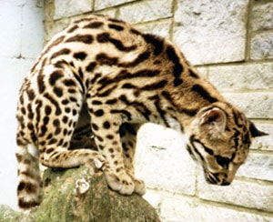 маргай (Felis wiedi, Leopardus wiedii), фото, фотография