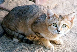 барханная кошка, песчаная кошка (Felis margarita), фото, фотография