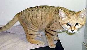песчаная кошка (Felis margarita), фото, фотография