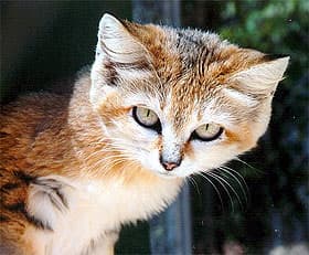 барханная кошка (Felis margarita), фото, фотография