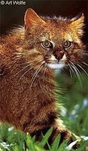 пампасская кошка (Felis colocolo, Leopardus colocolo), фото, фотография