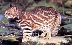 пампасская кошка (Leopardus colocolo), фото, фотография