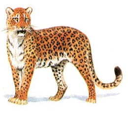 дальневосточный леопард (Panthera pardus orientalis), фото, фотография с http://nature.ok.ru
