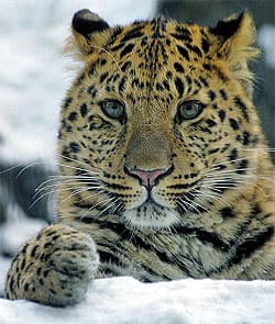 восточносибирский леопард (Panthera pardus orientalis), фото, фотография с http://farm1.static.flickr.com/