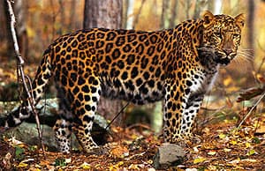 амурский леопард (Panthera pardus orientalis), фото, фотография с http://pro.corbis.com/