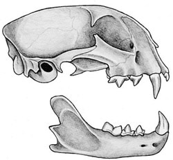 череп красной рыси (Felis rufus), фото, фотография