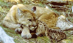 пума с котятами (Puma concolor, Felis concolor), фото, фотография