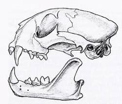 череп пумы (Puma concolor, Felis concolor), фото, фотография