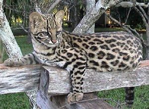 онцилла, тигровая кошка (Felis tigrina), фото, фотография c http://www.faunaparaguay.com