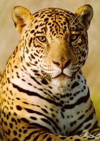 ягуар (Panthera onca), фото, фотография c