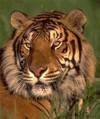 тигр (Panthera tigris), фото, фотография