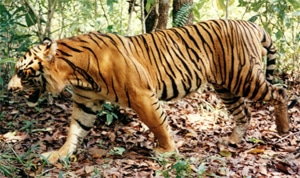 бенгальский тигр (Panthera tigris tigris), фото, фотография с http://jennifermarohasy.com/