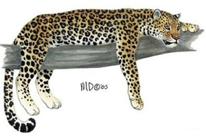 леопард (Panthera pardus), фото, фотография