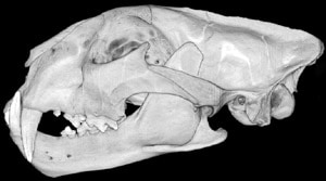 череп леопарда (Panthera pardus), фото, фотография