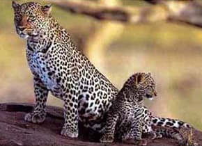 самка леопарда с детенышем (Panthera pardus), фото, фотография с