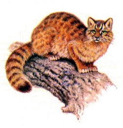 амурский лесной кот, дальневосточная лесная кошка, амурская кошка (Felis euptilura, Prionailurus euptilura), фото, фотография с http://nature.ok.ru/