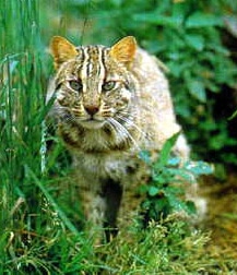 амурский лесной кот, дальневосточная лесная кошка, амурская кошка (Felis euptilura, Prionailurus euptilura), фото, фотография с http://adm.khv.ru/