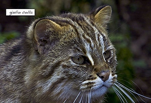 амурский лесной кот, дальневосточная лесная кошка, амурская кошка (Felis euptilura, Prionailurus euptilura), фото, фотография с http://mw2.google.com/mw-panoramio/, by Giulio Colla