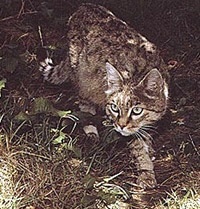 индийская дикая кошка, степной кот, азиатская дикая кошка (Felis silvestris ornata), фото, фотография c http://www.futura-sciences.com/