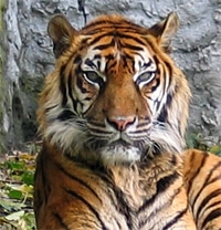 суматранский тигр (Panthera tigris sumatrae), фото, фотография с http://upload.wikimedia.org, автор Monika Betley