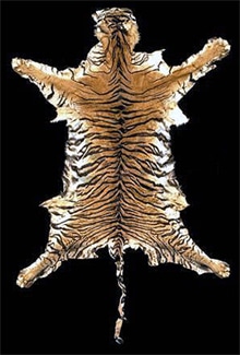шкура суматранского тигра (Panthera tigris sumatrae), фото, фотография с http://piclib.nhm.ac.uk