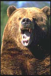 гризли, медведь гризли (Ursus horribilis), фото, фотография