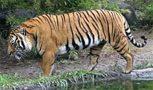 тигр индокитайский, тигр Корбетта (Panthera tigris corbetti), фото, фотография с http://commons.wikimedia.org