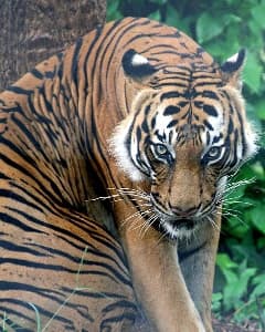 Малайский тигр (Panthera tigris jacksoni), фото, фотография с http://www.animalesextincion.es/articulo.php?id_noticia=269