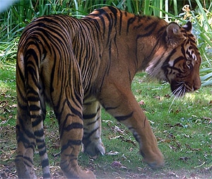 Малайский тигр (Panthera tigris jacksoni), фото, фотография с http://zoonaute.forumactif.com/