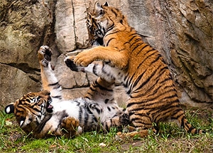 Малайский тигр (Panthera tigris jacksoni), фото, фотография с http://www.flickr.com/photos/28539833@N03/2940245094/