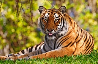 Бенгальский тигр (Panthera tigris tigris), фото, фотография