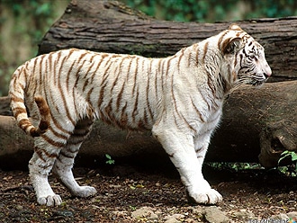Белый бенгальский тигренок, индийский тигр (Panthera tigris tigris), фото, фотография