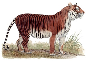 Яванский тигр (Panthera tigris sondaica), картинка рисунок с http://wildlifemysteries.files.wordpress.com/2009/05/javan-tiger.jpg?w=400&h=278