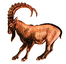   ,   (Capra ibex),  